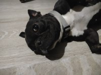 EN KÜÇÜK BOY DİŞİ FRANSIZ BULDOG EĞİTİMLİ 2.5 YAŞINDA