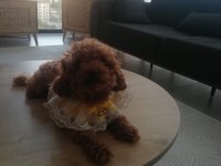 Toy poodle köpeğimiz