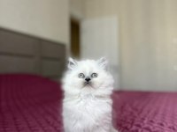 Masmavi Gözlü Brıtısh Longhaır Yavrularım