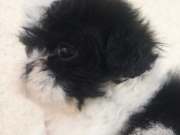 Kalite ve özeli isteyenlere shih tzu