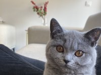 British shorthair 4 ayşlık