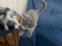 Safkan british shorthair