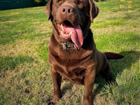 KIF Şecereli Çikolata Labrador Yavrular