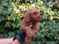 IRK VE SAĞLIK GARANTİLİ RED BROWN POODLE BEBEKLERİMİZ