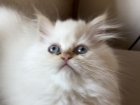 Safkan Persian Egzotik Longhair