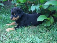 Elit Patiler Farkıyla Rottweiler Yavrular