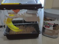 Cüce Dişi Hamster