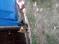 9 aylık safkan dişi belçika malinois