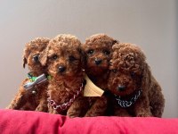 Toy Poodle Orjinal Irk Yavrular 