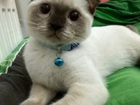 Ücretli scottish fold 5 aylık