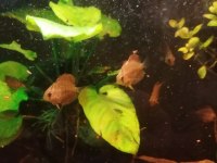 Yavru diskus kribensis vatoz çöpçü beta