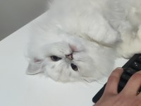 British longhair 4 aylık