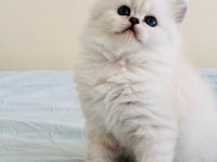 Yılbaşı çiçekleri british longhair