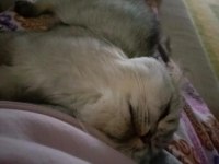 Damızlık scottish fold kedisi
