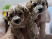 MALTİPOO  YAVRULARIMIZ