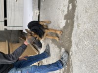 3.5 Aylık Erkek Alman Kurdu