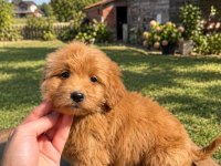 RED MALTİPOO KIZIMIZ