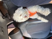 Terrier Köpeklerimizi Sahiplendirme