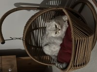 SAFKAN SAĞLIKLI BRİTİSH SİLVER SHORTHAİR !