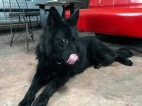 Solid black siyah alman çoban köpeği üst düzey bir yavru