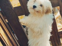 MALTİPOO PAMUK YAVRULARIMIZ