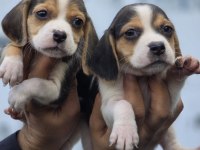 Ruhsatlı çiftliğimizden a kan beagle yavruları