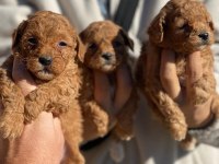 2 aylık poodle yavrularımız