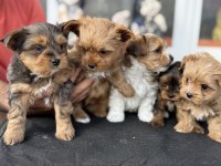 Petmode köpek çiftliğinden tea cup morkie