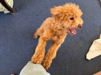 Acil cipli 8 aylık poodle