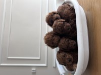 Kore kanı red brown poodle yavrular