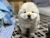 Türkiyenin en büyük chow chow çiftliğinden