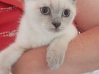 Gümüş British Shorthair