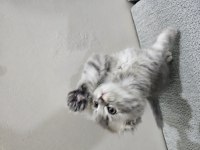 56 Günlük Scottish Fold Dişi ve Erkek Yavrular