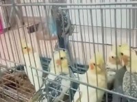 Kendi üretimhanemizden çift yada yavru sultan papağanlar