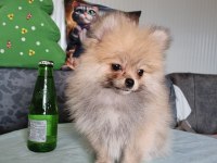 Boy Irk Kg Garantili Anne Baba Yanından Pomeranian