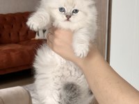 BLUE POİNT MAVİ GÖZ BRİTİSH LONGHAİR YAVRUM