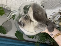 British Shorthair Bluepoint Dişi