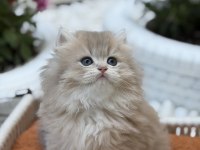 Muhteşem British Longhair ve British Shorthair yavrular