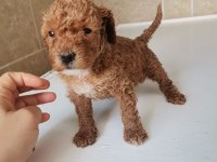 0 NUMARA TOY POODLE YAVRULARIMIZ