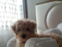 4 aylık maltipoo sahiplendirilecektir