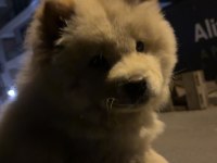 Chow chow yavrusu