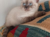 2 erkek british shorthair