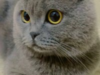 British shorthair duman uslu ev kedisi