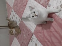 Lynx point british shorthair prenses