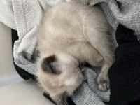 Çok uysal ve sevecen british shorthair