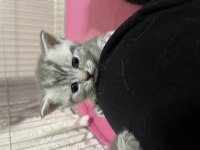 British shorthair yavrumuz yuva arıyor