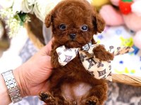 Maltipoo Kore Bebişler