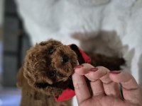 Teslime hazır kore red brown poodle yavru