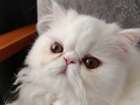 Exotic Longhair Dişi Yavru