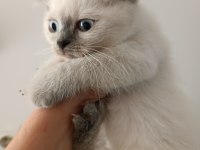 British shorthair bluepoint
